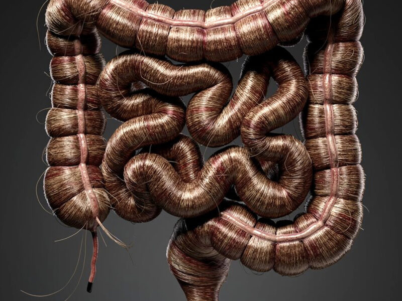 Intestines made of hair